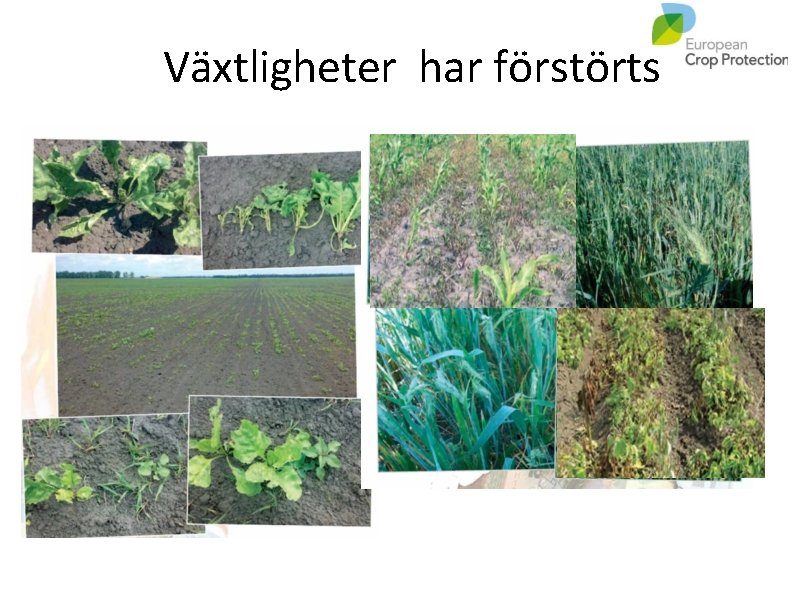 Växtligheter har förstörts 