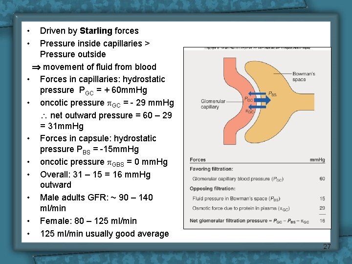  • • Driven by Starling forces Pressure inside capillaries > Pressure outside movement