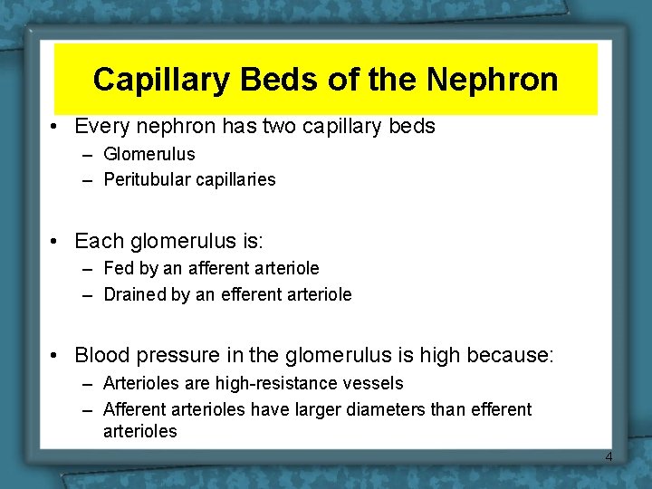 Capillary Beds of the Nephron • Every nephron has two capillary beds – Glomerulus