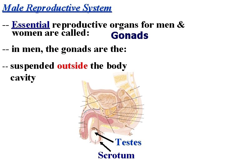 Male Reproductive System -- Essential reproductive organs for men & women are called: Gonads