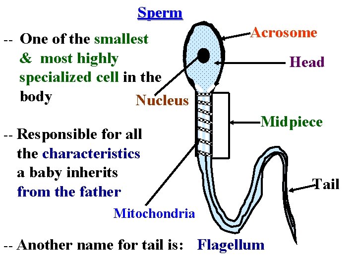 Sperm -- One of the smallest Acrosome & most highly specialized cell in the