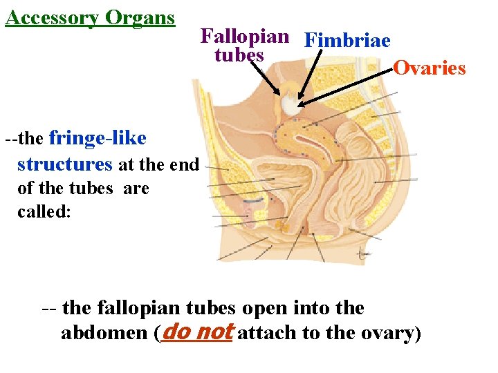 Accessory Organs Fallopian Fimbriae tubes Ovaries --the fringe-like structures at the end of the