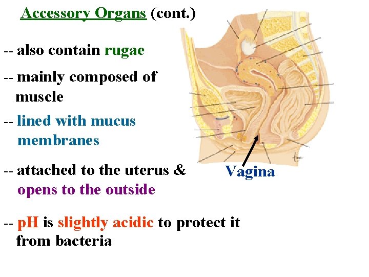 Accessory Organs (cont. ) -- also contain rugae -- mainly composed of muscle --