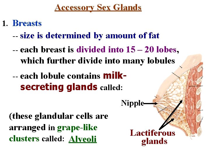 Accessory Sex Glands 1. Breasts -- size is determined by amount of fat --