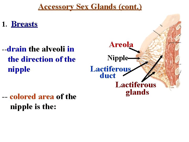 Accessory Sex Glands (cont. ) 1. Breasts --drain the alveoli in the direction of