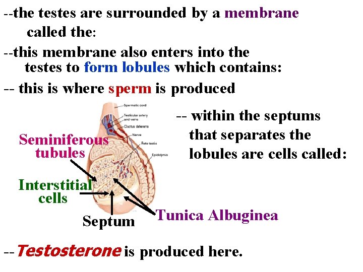 --the testes are surrounded by a membrane called the: --this membrane also enters into