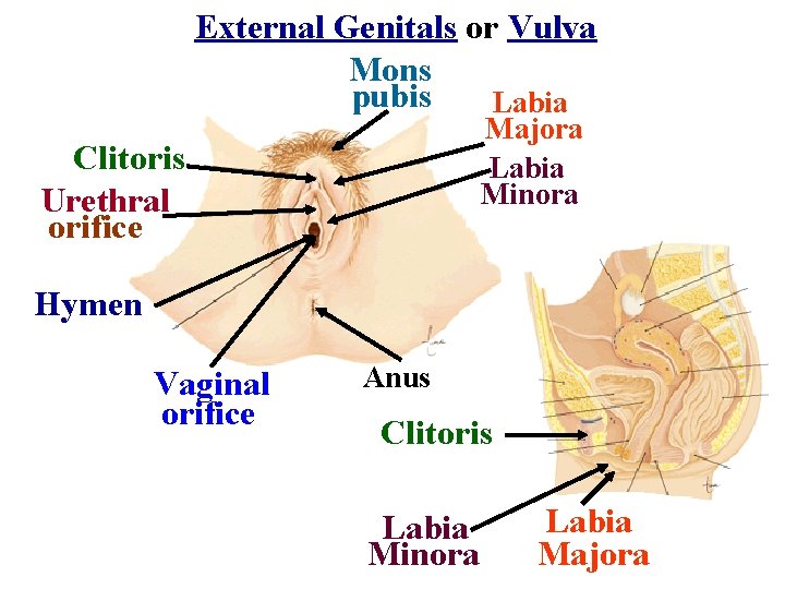 External Genitals or Vulva Mons pubis Labia Majora Labia Minora Clitoris Urethral orifice Hymen