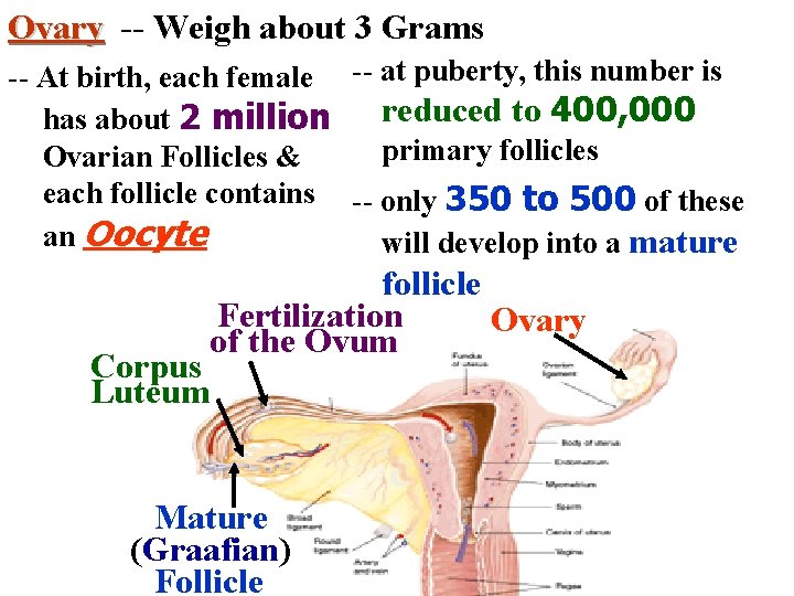 Ovary -- Weigh about 3 Grams -- At birth, each female -- at puberty,