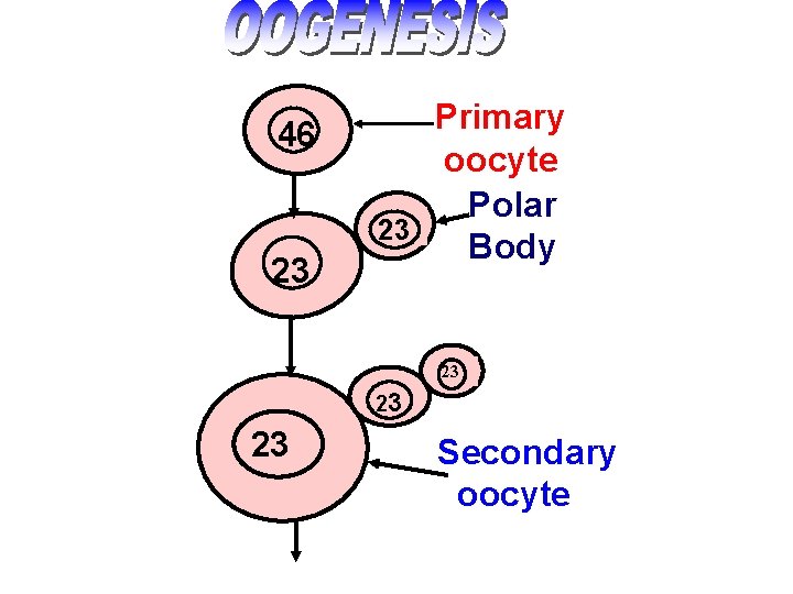 46 23 Primary oocyte Polar 23 Body 23 23 23 Secondary oocyte 