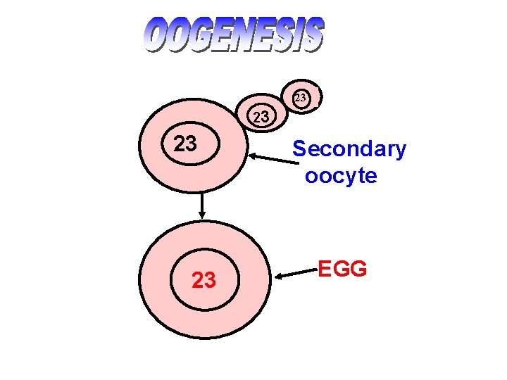 23 23 Secondary oocyte EGG 