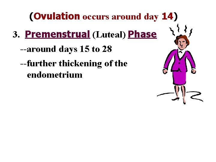 (Ovulation occurs around day 14) 3. Premenstrual (Luteal) Phase --around days 15 to 28