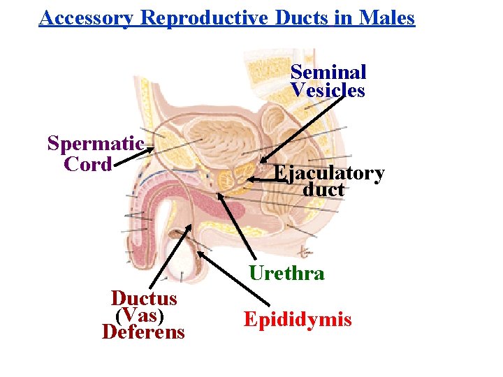 Accessory Reproductive Ducts in Males Seminal Vesicles Spermatic Cord Ejaculatory duct Urethra Ductus (Vas)