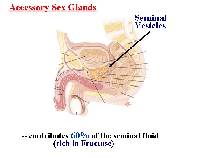 Accessory Sex Glands Seminal Vesicles -- contributes 60% of the seminal fluid (rich in