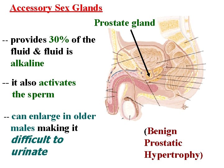 Accessory Sex Glands Prostate gland -- provides 30% of the fluid & fluid is