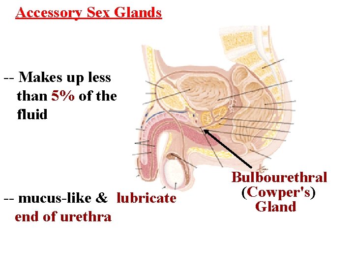 Accessory Sex Glands -- Makes up less than 5% of the fluid -- mucus-like