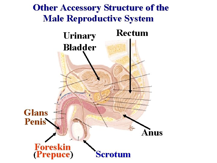 Other Accessory Structure of the Male Reproductive System Rectum Urinary Bladder Glans Penis Anus