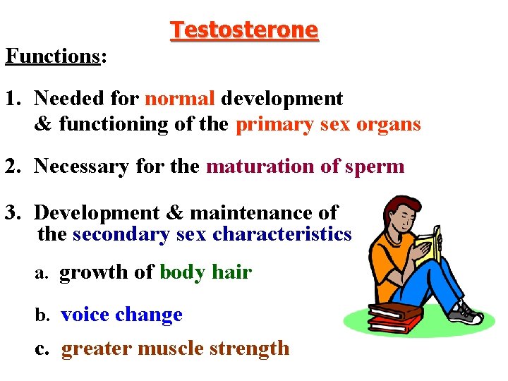 Functions: Testosterone 1. Needed for normal development & functioning of the primary sex organs