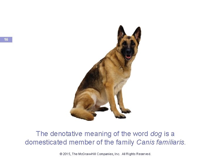 16 The denotative meaning of the word dog is a domesticated member of the