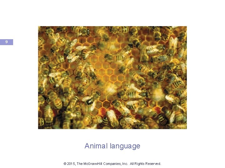 9 Animal language © 2015, The Mc. Graw-Hill Companies, Inc. All Rights Reserved. 