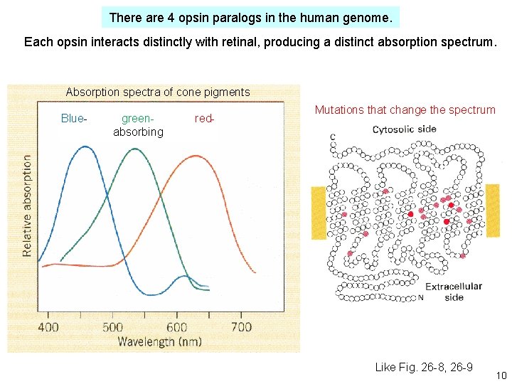 There are 4 opsin paralogs in the human genome. Each opsin interacts distinctly with There are 4 opsin paralogs in the human genome. Each opsin interacts distinctly with
