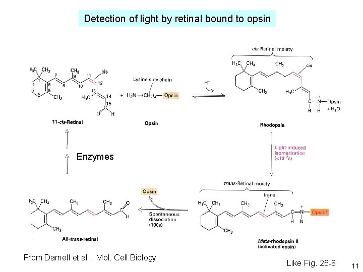 Detection of light by retinal bound to opsin Enzymes From Darnell et al. , Detection of light by retinal bound to opsin Enzymes From Darnell et al. ,