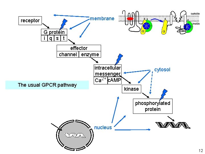 from Lecture 12 membrane receptor G protein i q s t effector channel enzyme from Lecture 12 membrane receptor G protein i q s t effector channel enzyme