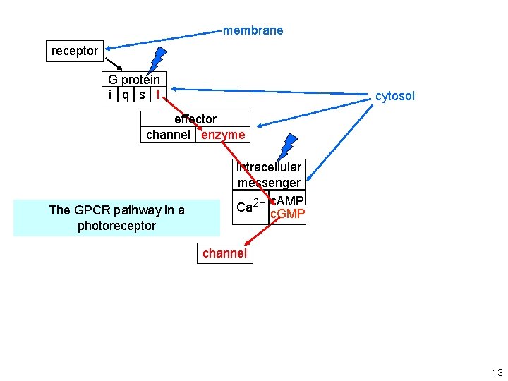 membrane receptor G protein i q s t cytosol effector channel enzyme The GPCR membrane receptor G protein i q s t cytosol effector channel enzyme The GPCR