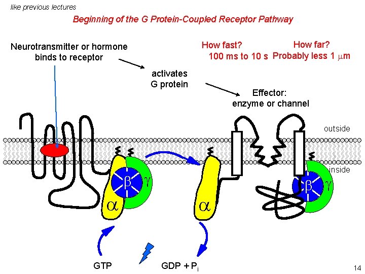 like previous lectures Beginning of the G Protein-Coupled Receptor Pathway How far? How fast? like previous lectures Beginning of the G Protein-Coupled Receptor Pathway How far? How fast?