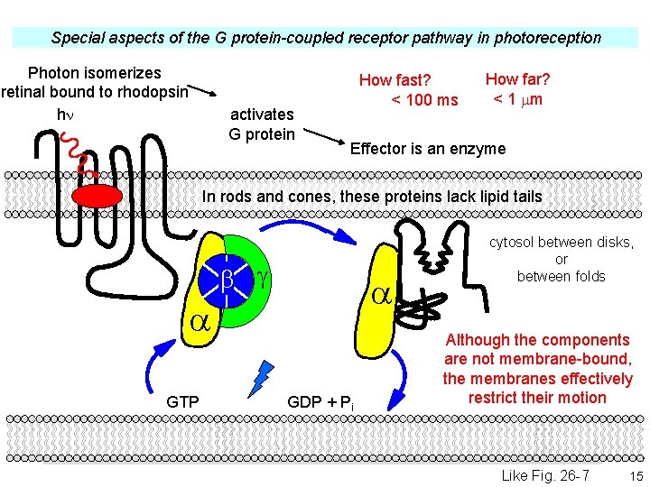 Special aspects of the G protein-coupled receptor pathway in photoreception Photon isomerizes retinal bound Special aspects of the G protein-coupled receptor pathway in photoreception Photon isomerizes retinal bound
