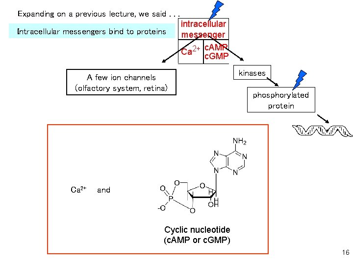 Expanding on a previous lecture, we said. . . Intracellular messengers bind to proteins Expanding on a previous lecture, we said. . . Intracellular messengers bind to proteins