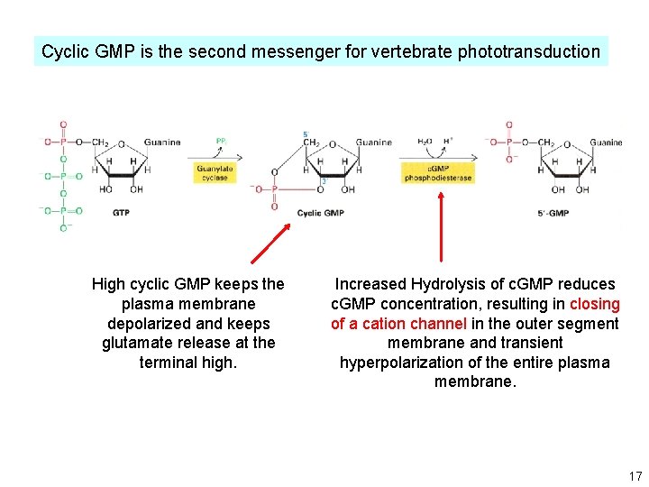 Cyclic GMP is the second messenger for vertebrate phototransduction High cyclic GMP keeps the Cyclic GMP is the second messenger for vertebrate phototransduction High cyclic GMP keeps the