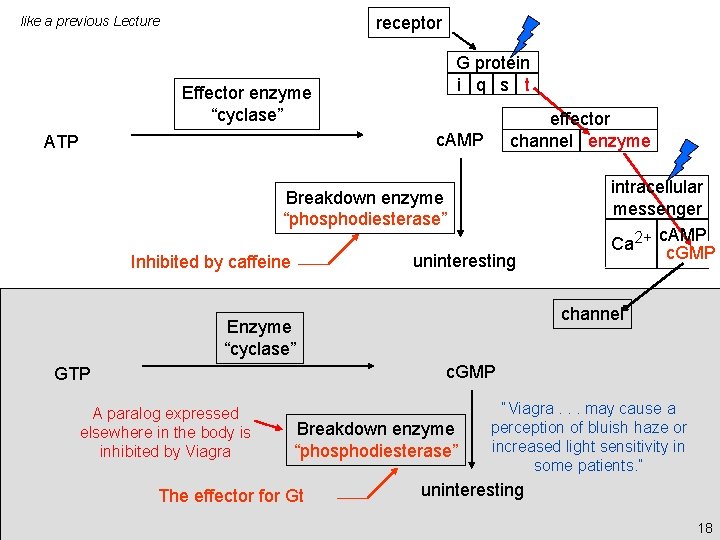 receptor like a previous Lecture G protein i q s t Effector enzyme “cyclase” receptor like a previous Lecture G protein i q s t Effector enzyme “cyclase”