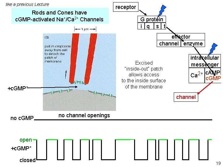 like a previous Lecture Rods and Cones have c. GMP-activated Na+/Ca 2+ Channels receptor like a previous Lecture Rods and Cones have c. GMP-activated Na+/Ca 2+ Channels receptor