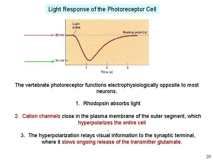 Light Response of the Photoreceptor Cell The vertebrate photoreceptor functions electrophysiologically opposite to most Light Response of the Photoreceptor Cell The vertebrate photoreceptor functions electrophysiologically opposite to most