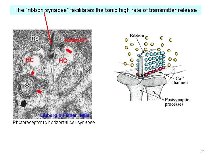 The “ribbon synapse” facilitates the tonic high rate of transmitter release Photoreceptor to horizontal The “ribbon synapse” facilitates the tonic high rate of transmitter release Photoreceptor to horizontal