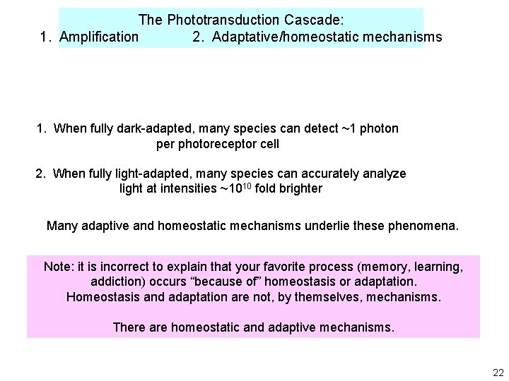 The Phototransduction Cascade: 1. Amplification 2. Adaptative/homeostatic mechanisms 1. When fully dark-adapted, many species The Phototransduction Cascade: 1. Amplification 2. Adaptative/homeostatic mechanisms 1. When fully dark-adapted, many species