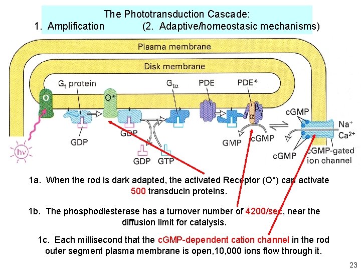 The Phototransduction Cascade: 1. Amplification (2. Adaptive/homeostasic mechanisms) 1 a. When the rod is The Phototransduction Cascade: 1. Amplification (2. Adaptive/homeostasic mechanisms) 1 a. When the rod is
