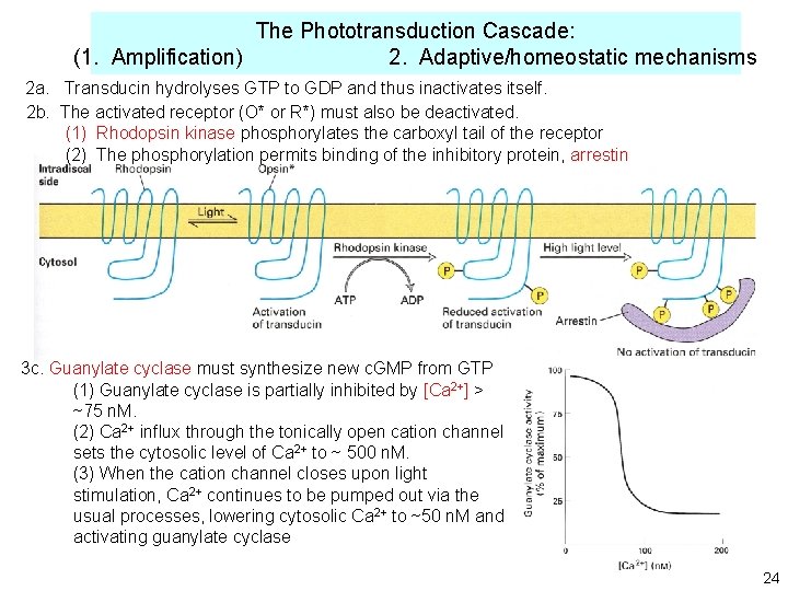 The Phototransduction Cascade: (1. Amplification) 2. Adaptive/homeostatic mechanisms 2 a. Transducin hydrolyses GTP to The Phototransduction Cascade: (1. Amplification) 2. Adaptive/homeostatic mechanisms 2 a. Transducin hydrolyses GTP to