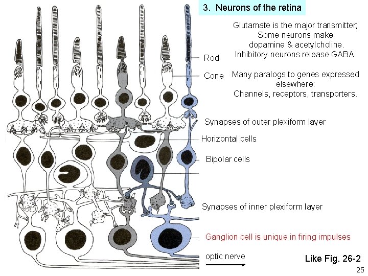3. Neurons of the retina Rod Cone Glutamate is the major transmitter; Some neurons 3. Neurons of the retina Rod Cone Glutamate is the major transmitter; Some neurons