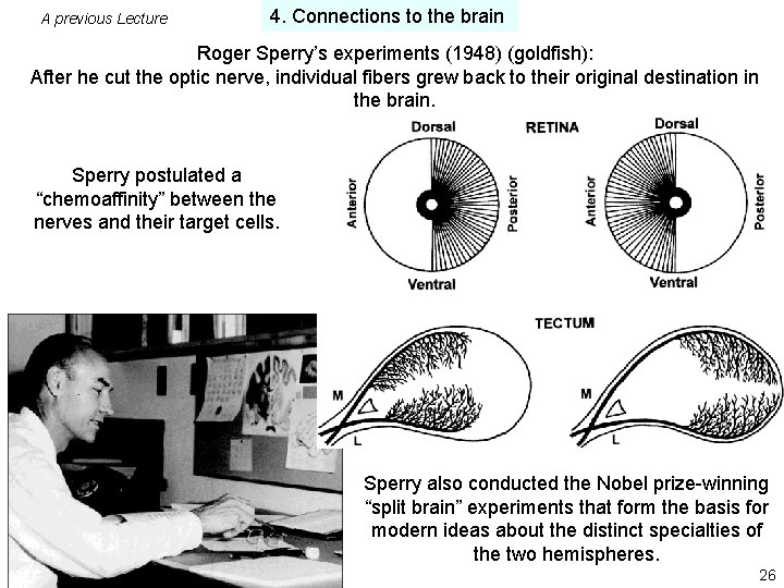 A previous Lecture 4. Connections to the brain Roger Sperry’s experiments (1948) (goldfish): After A previous Lecture 4. Connections to the brain Roger Sperry’s experiments (1948) (goldfish): After