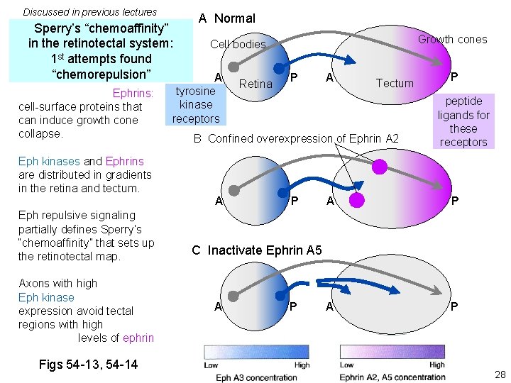 Discussed in previous lectures Sperry’s “chemoaffinity” in the retinotectal system: 1 st attempts found Discussed in previous lectures Sperry’s “chemoaffinity” in the retinotectal system: 1 st attempts found