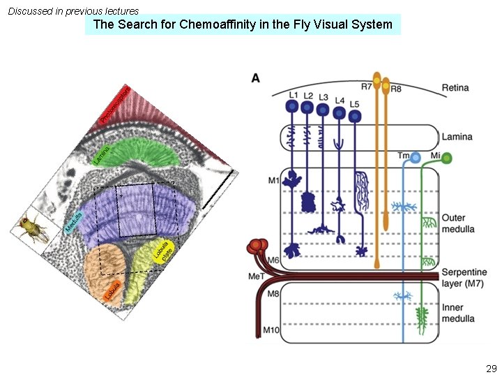 Discussed in previous lectures The Search for Chemoaffinity in the Fly Visual System 29 Discussed in previous lectures The Search for Chemoaffinity in the Fly Visual System 29