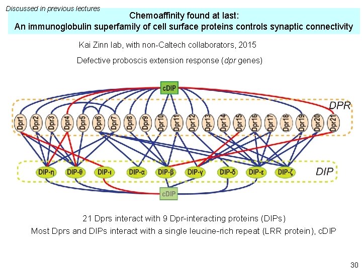 Discussed in previous lectures Chemoaffinity found at last: An immunoglobulin superfamily of cell surface Discussed in previous lectures Chemoaffinity found at last: An immunoglobulin superfamily of cell surface