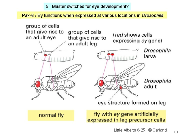 5. Master switches for eye development? Pax-6 / Ey functions when expressed at various 5. Master switches for eye development? Pax-6 / Ey functions when expressed at various