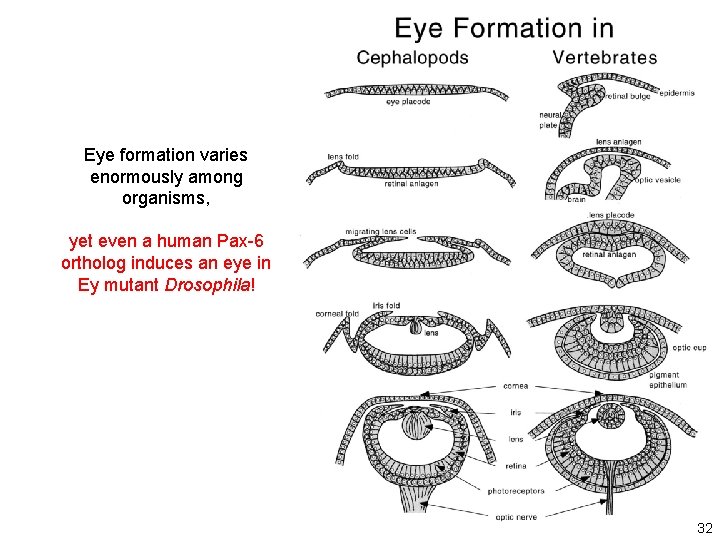 Eye formation varies enormously among organisms, yet even a human Pax-6 ortholog induces an Eye formation varies enormously among organisms, yet even a human Pax-6 ortholog induces an