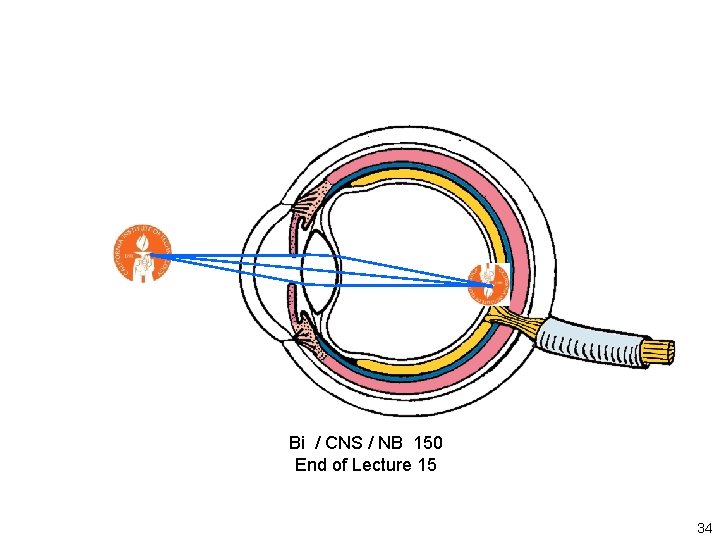 Bi / CNS / NB 150 End of Lecture 15 34 Bi / CNS / NB 150 End of Lecture 15 34