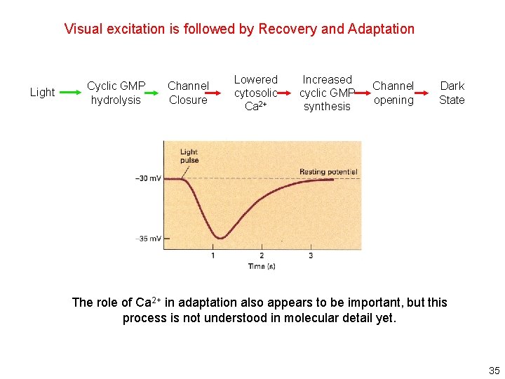 Visual excitation is followed by Recovery and Adaptation Light Cyclic GMP hydrolysis Channel Closure Visual excitation is followed by Recovery and Adaptation Light Cyclic GMP hydrolysis Channel Closure