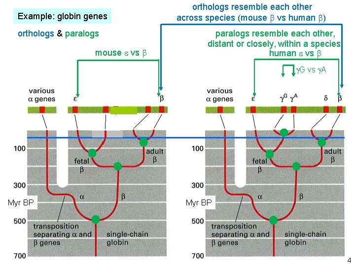Example: globin genes orthologs & paralogs Hemoglobin paralogs in the mouse genome mouse e Example: globin genes orthologs & paralogs Hemoglobin paralogs in the mouse genome mouse e