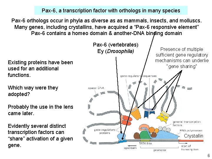 Pax-6, a transcription factor with orthologs in many species Pax-6 orthologs occur in phyla Pax-6, a transcription factor with orthologs in many species Pax-6 orthologs occur in phyla