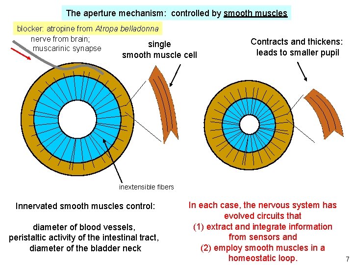 The aperture mechanism: controlled by smooth muscles blocker: atropine from Atropa belladonna nerve from The aperture mechanism: controlled by smooth muscles blocker: atropine from Atropa belladonna nerve from